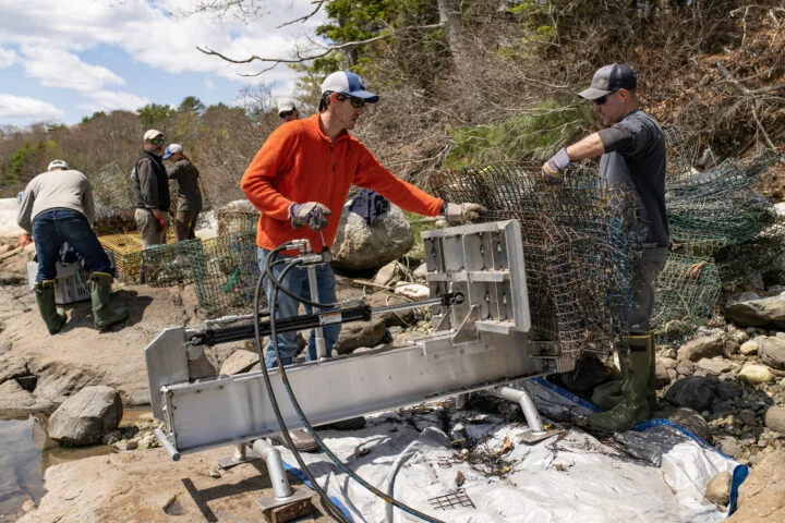 Derelict Lobster Traps Feel the Squeeze of MITA