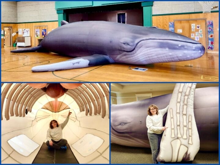 Within the Whale at Rising Tide Brewing